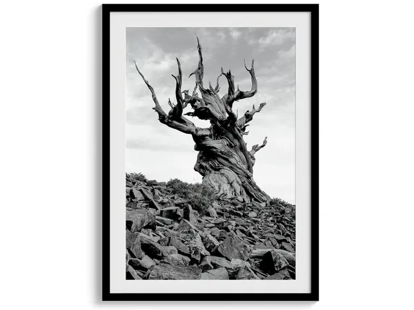 Ancient Bristlecone Pine Tree Black and White Art Print