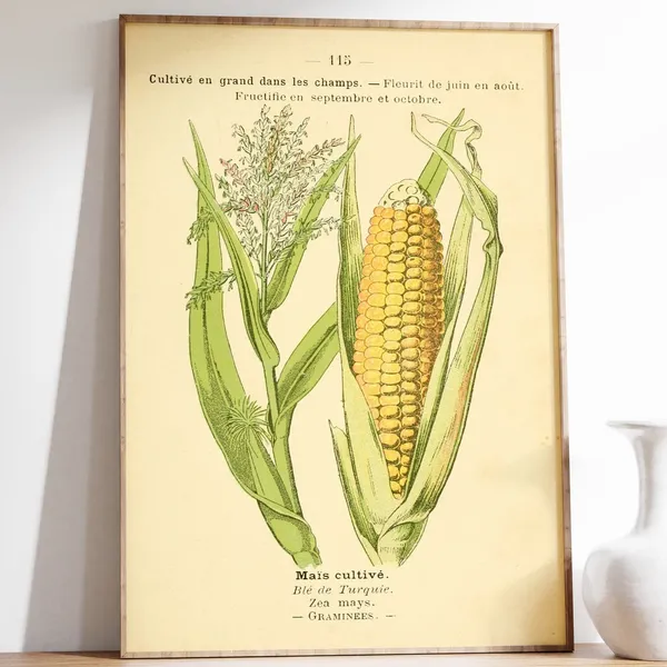 Vintage Corn Field Art Print, Old French Book Page