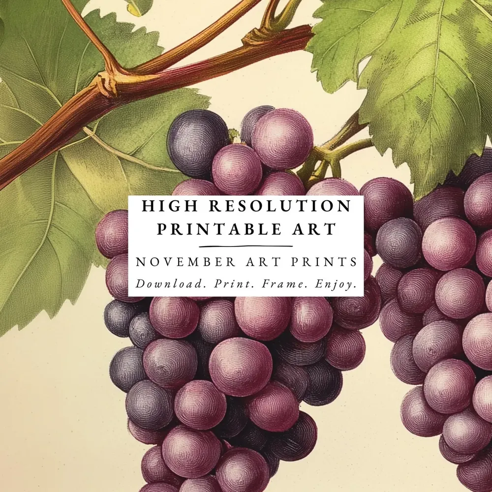 Vintage Grape Vine Art Print, Tuscan Wine Decor - Image 4