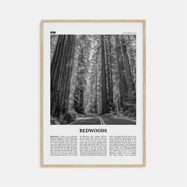 Redwoods Black And White California Travel Poster