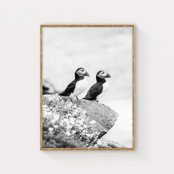 Irish Sea Puffins, Saltee Islands Nature Photo Print