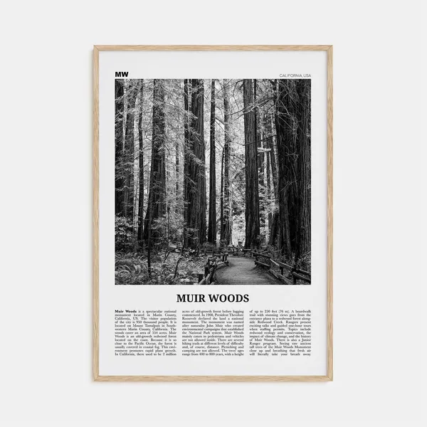 Muir Woods National Monument, Black and White Travel Poster
