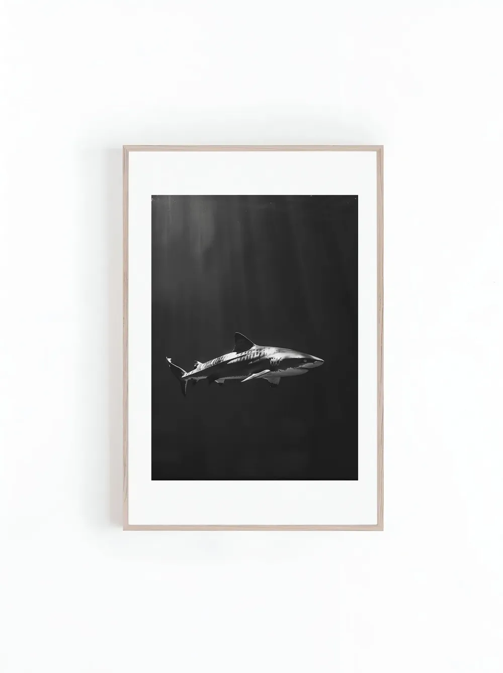 Tiger Sharks in Hawaii Black and White Art Print
