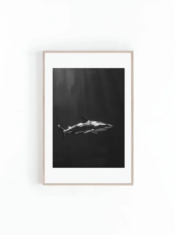 Tiger Sharks in Hawaii Black and White Art Print