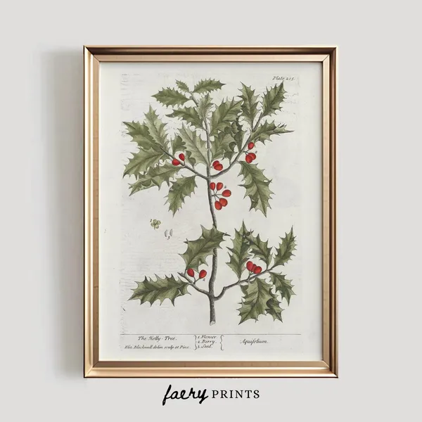 Holly Tree Illustration, Vintage Botanical Art Print