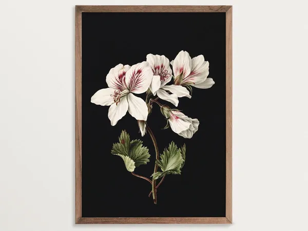 Pelargonium Dark Botanical Print, Vintage Floral Art Print