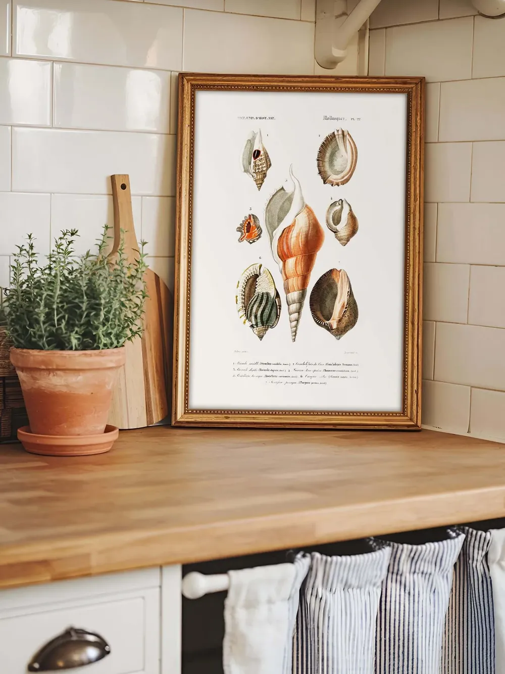 Vintage Seashell Print No 01, Beach Cottage Decor - Image 2