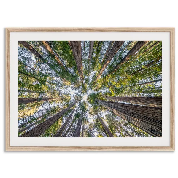 Redwoods Treetop Forest Landscape Art Print
