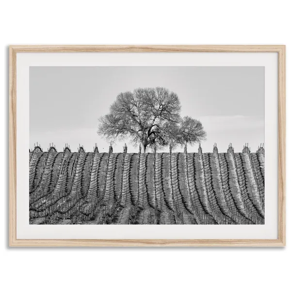 Vineyard Rows Black and White Landscape Art Print