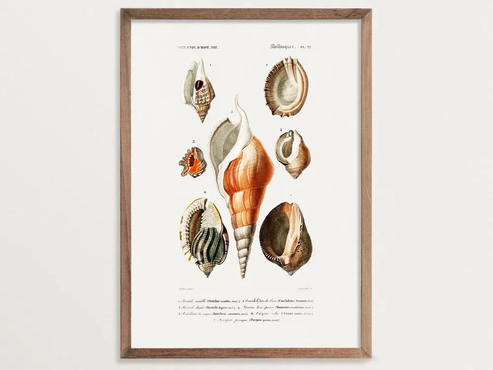 Vintage Seashell Print No 01, Beach Cottage Decor