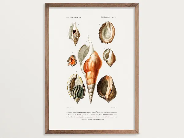 Vintage Seashell Print No 01, Beach Cottage Decor