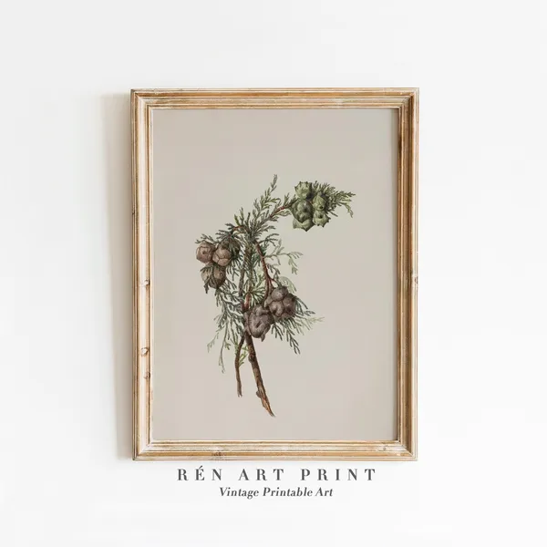 Winter Botanical Pine Branch Vintage Christmas Art Print