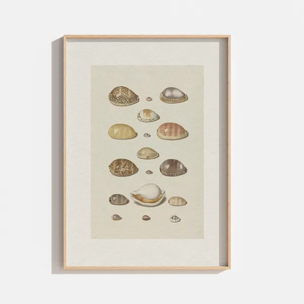 Vintage Seashell Art, Coastal Beach Poster