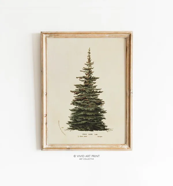 Neutral Christmas Tree Botanical Illustration, Vintage Art Print