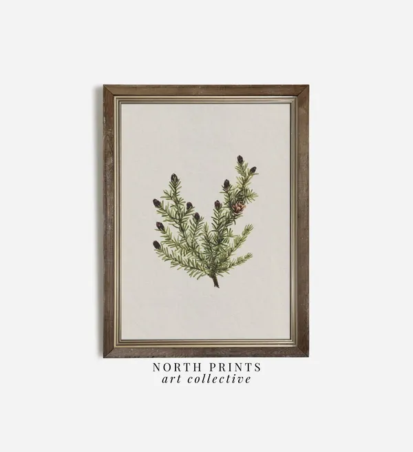 Winter Spruce Branch Rustic Neutral Holiday Art Print