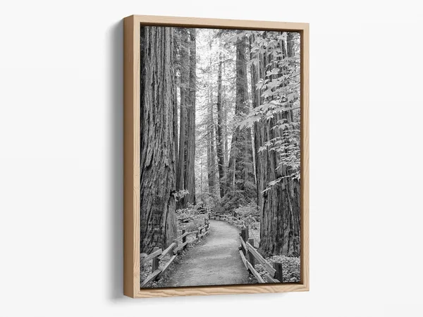 Redwood Pathway Black and White Art Print, California