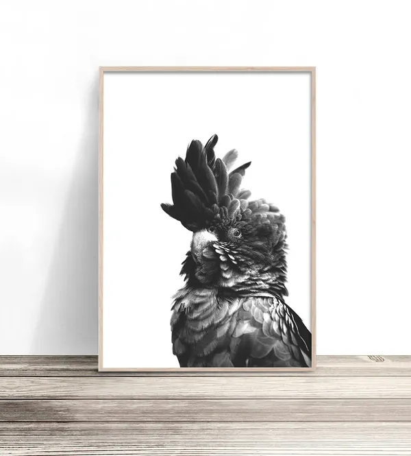 Black Cockatoo Bird Photography Art Print, Australia