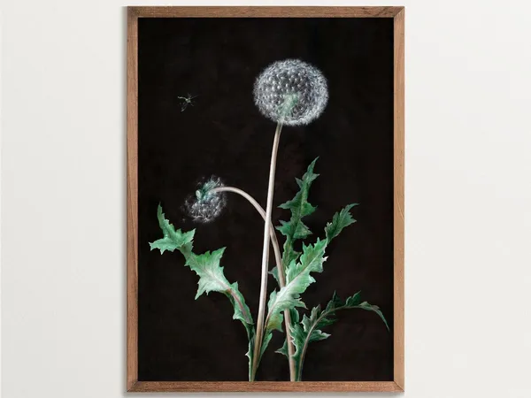Dark Cottagecore Dandelion Botanical Art Print
