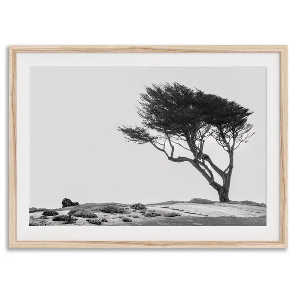 Coastal Tree Black and White Art Print, California