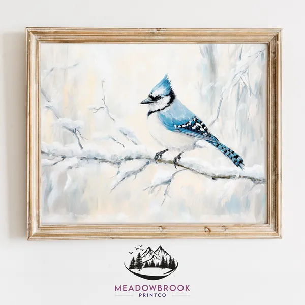 Lone Blue Jay Perched On Snowy Branch, Vintage Christmas
