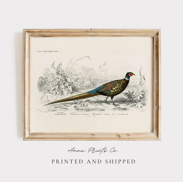 Ring-Necked Pheasant Vintage Illustration Art Print