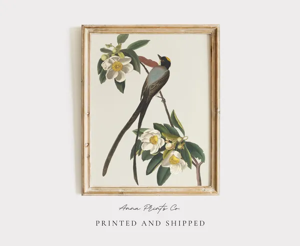 Audubon Flycatcher Bird Illustration, Farmhouse Art Print