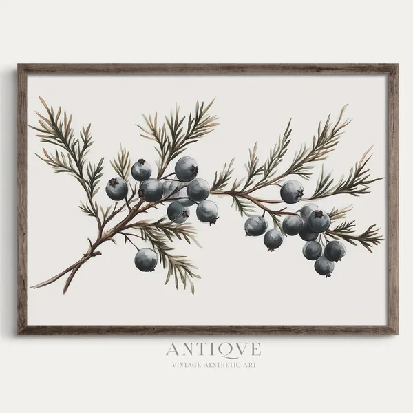 Juniper Berry Branch Rustic Holiday Art Print