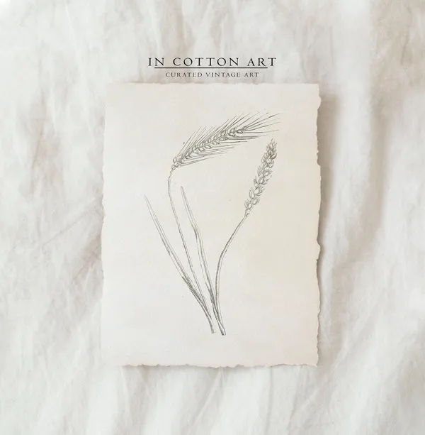 Vintage Wheat Botanical Line Drawing, Farmhouse Art Print