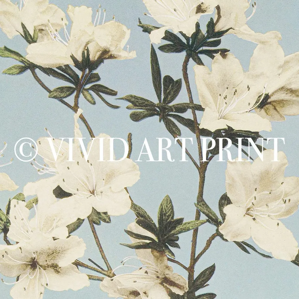 Vintage Azalea Blooms Botanical Illustration Art Print - Image 4