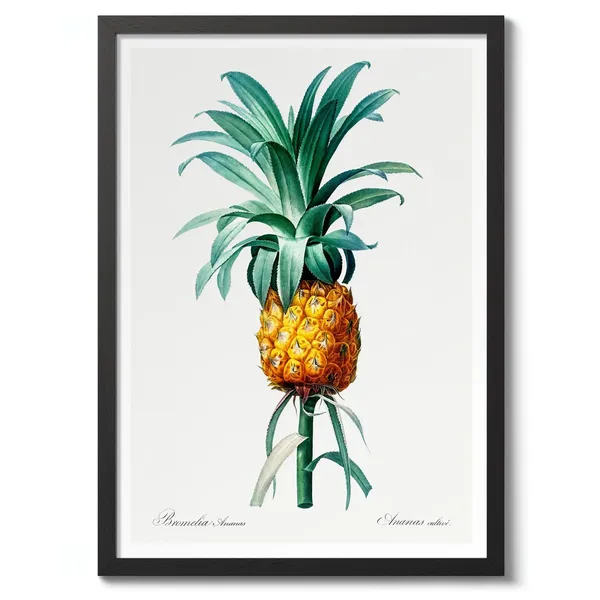Pineapple By Pierrejoseph Redout Vintage Botanical Art Print