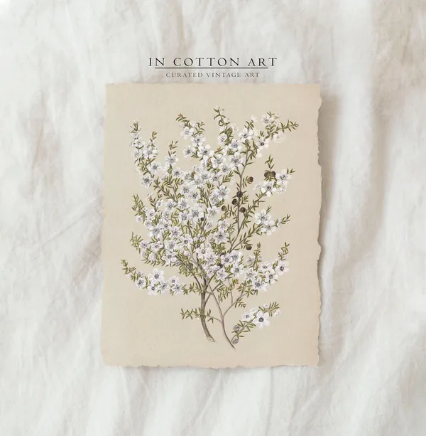 Vintage Botanical White Flower, French Country Art Print