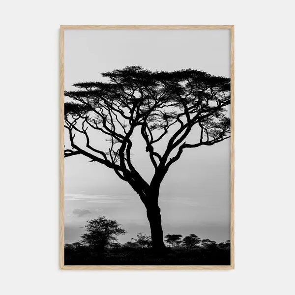 Acacia Tree Black and White Art Print, Minimalist