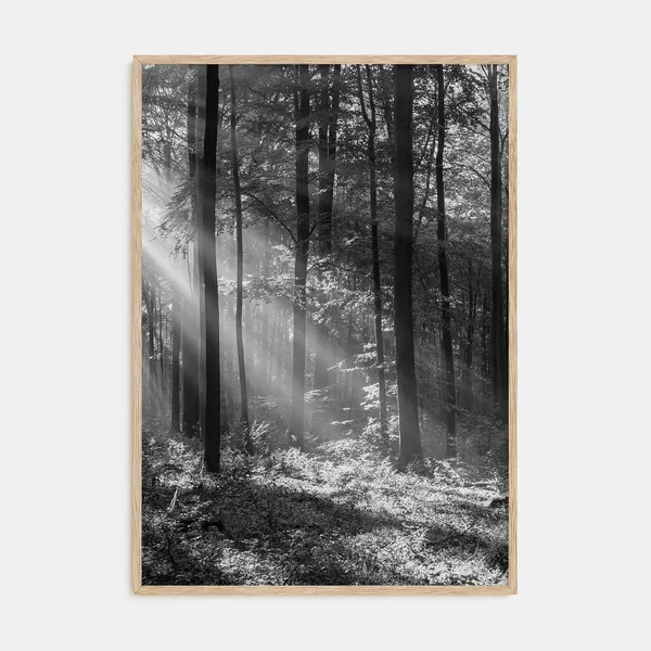 Forest Black White Photography Art Print, Botanical Decor