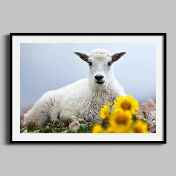 Baby Mountain Goat Spring Flowers Art Print
