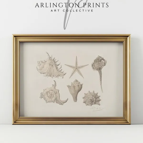 Neutral Coastal Seashell Sketch Art Print, Vintage Boho
