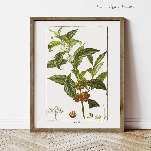 Coffea Arabica Botanical Poster, Kitchen Wall Art Print