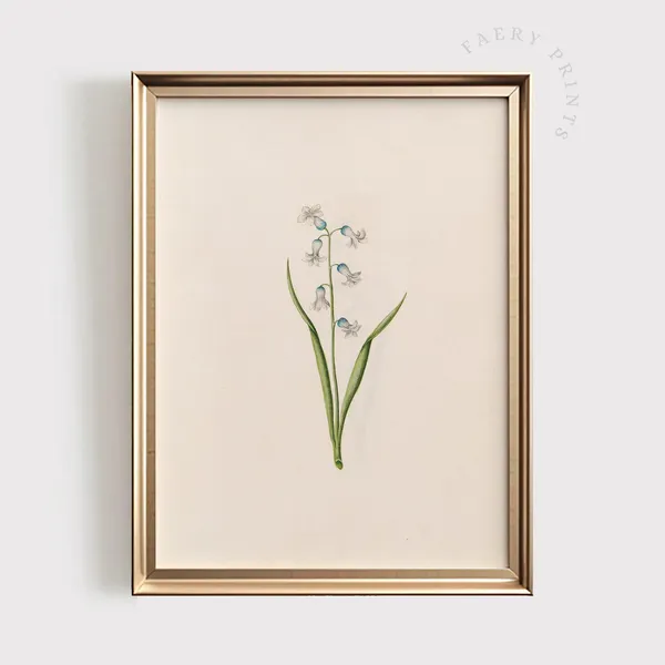 Lily Of The Valley Antique Botanical Poster