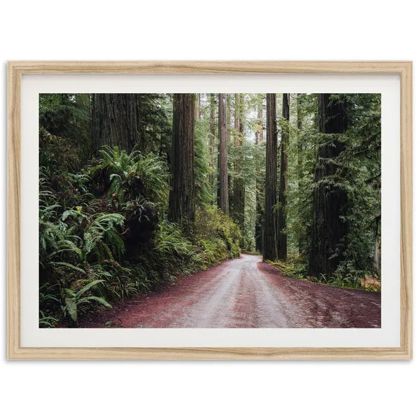Pacific Northwest Redwood Trees Landscape Art Print