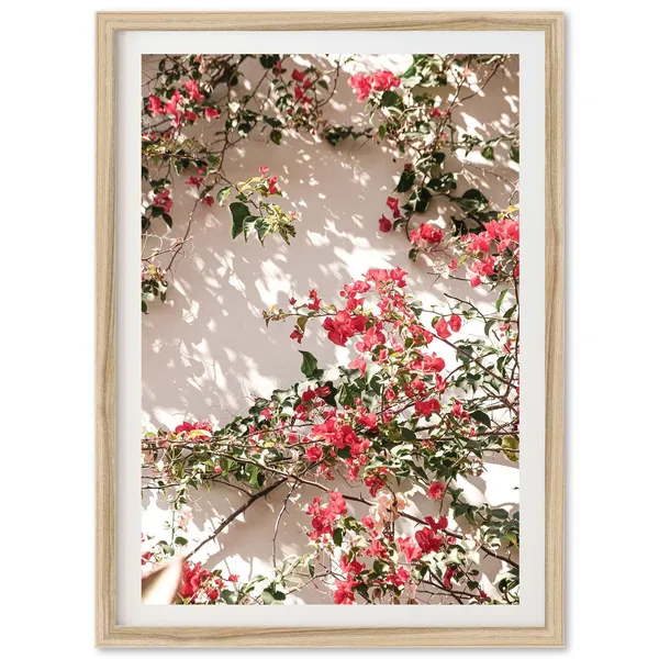 Bougainvillea Flowers Coastal Boho Art Print