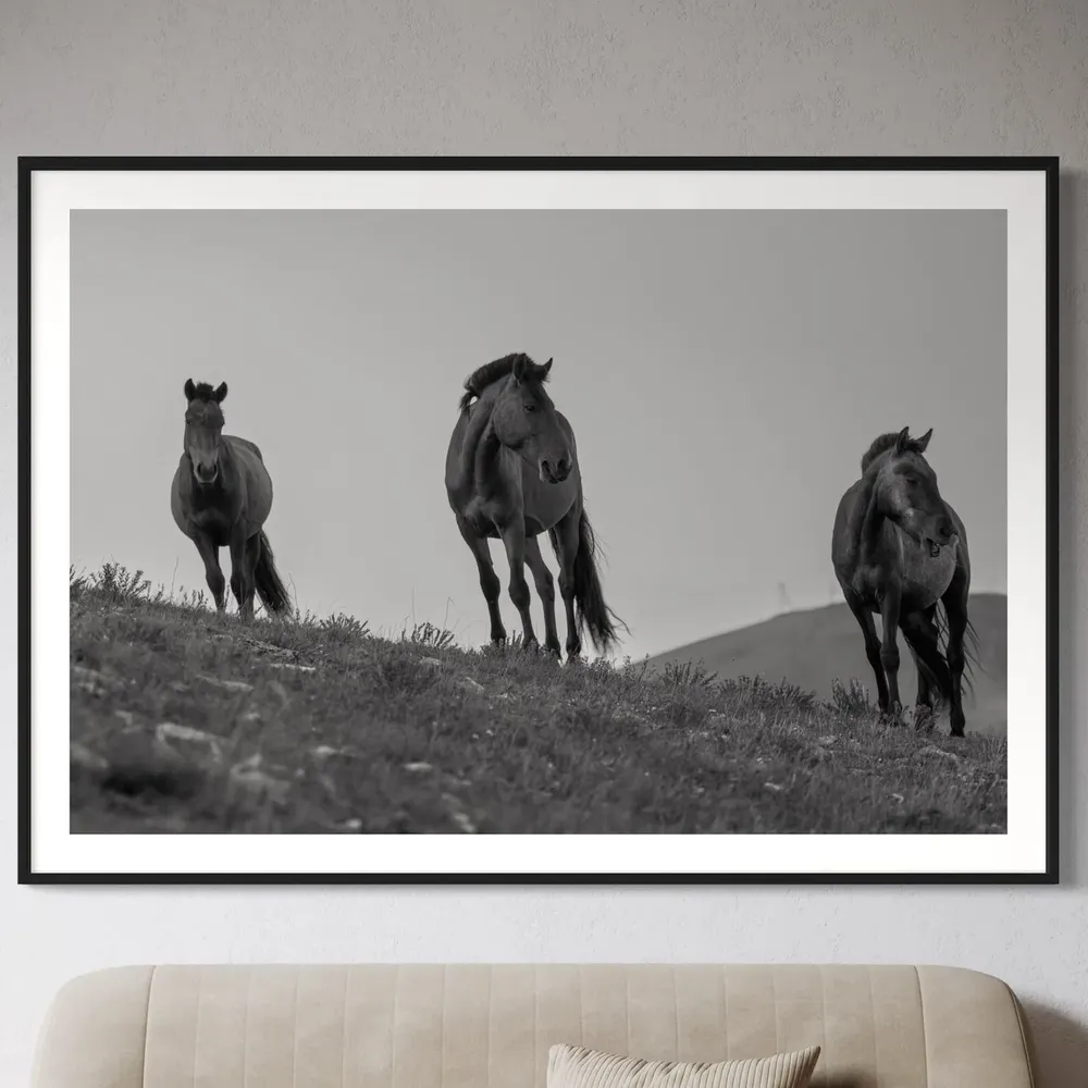 Mongolian Horses Art Print