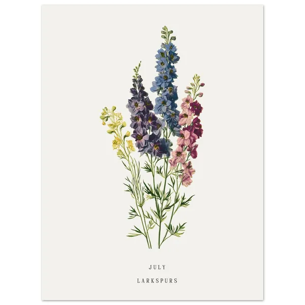July Larkspur Birth Flower, Vintage Botanical Art Print