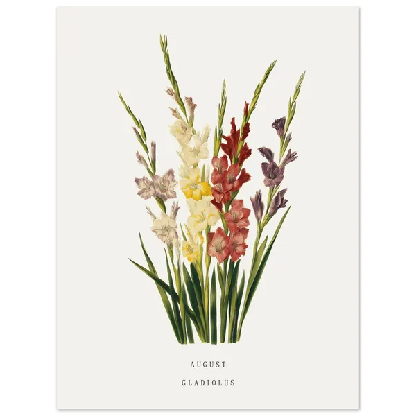 August Gladiolus Birth Flower Vintage Botanical Art Print