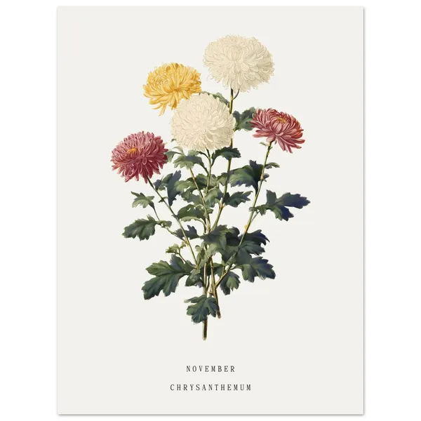 November Chrysanthemum Vintage Botanical Art Print