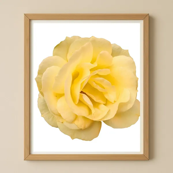 Yellow Rose Minimalist Botanical Art Print