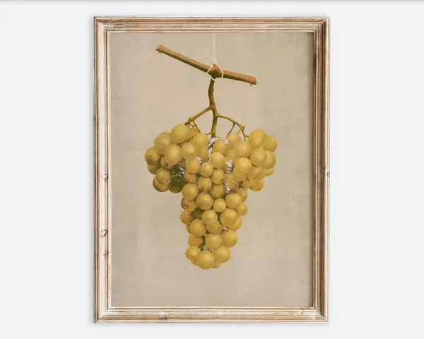 Vintage Grapes Antique Botanical Food Poster
