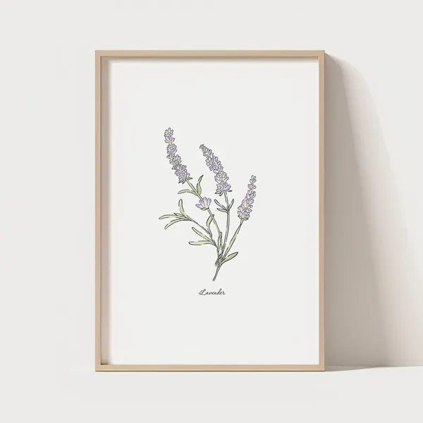 Lavender Flower Print, Minimalist Botanical Illustration
