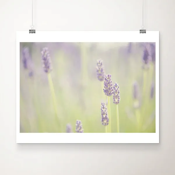 Lavender Field Photograph, Purple Flower Art Print