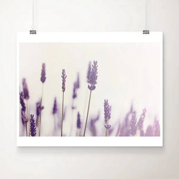Lavender Field Photograph, Purple Floral Art Print
