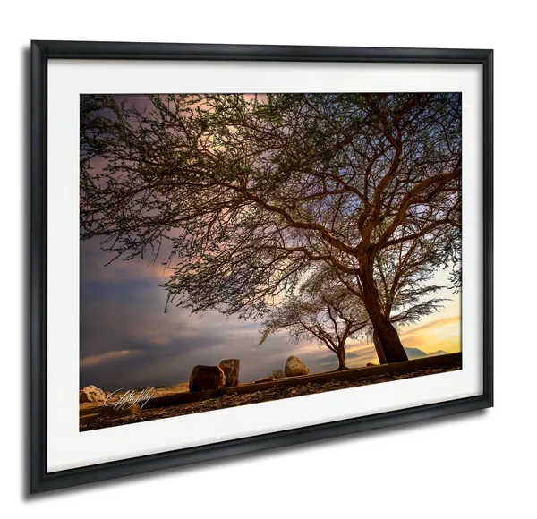 Israeli Nature Print, Acacia Tree and Dead Sea